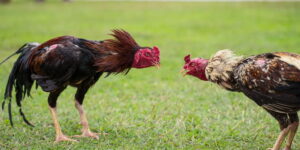 Đọc Kèo Đá Gà Biendo